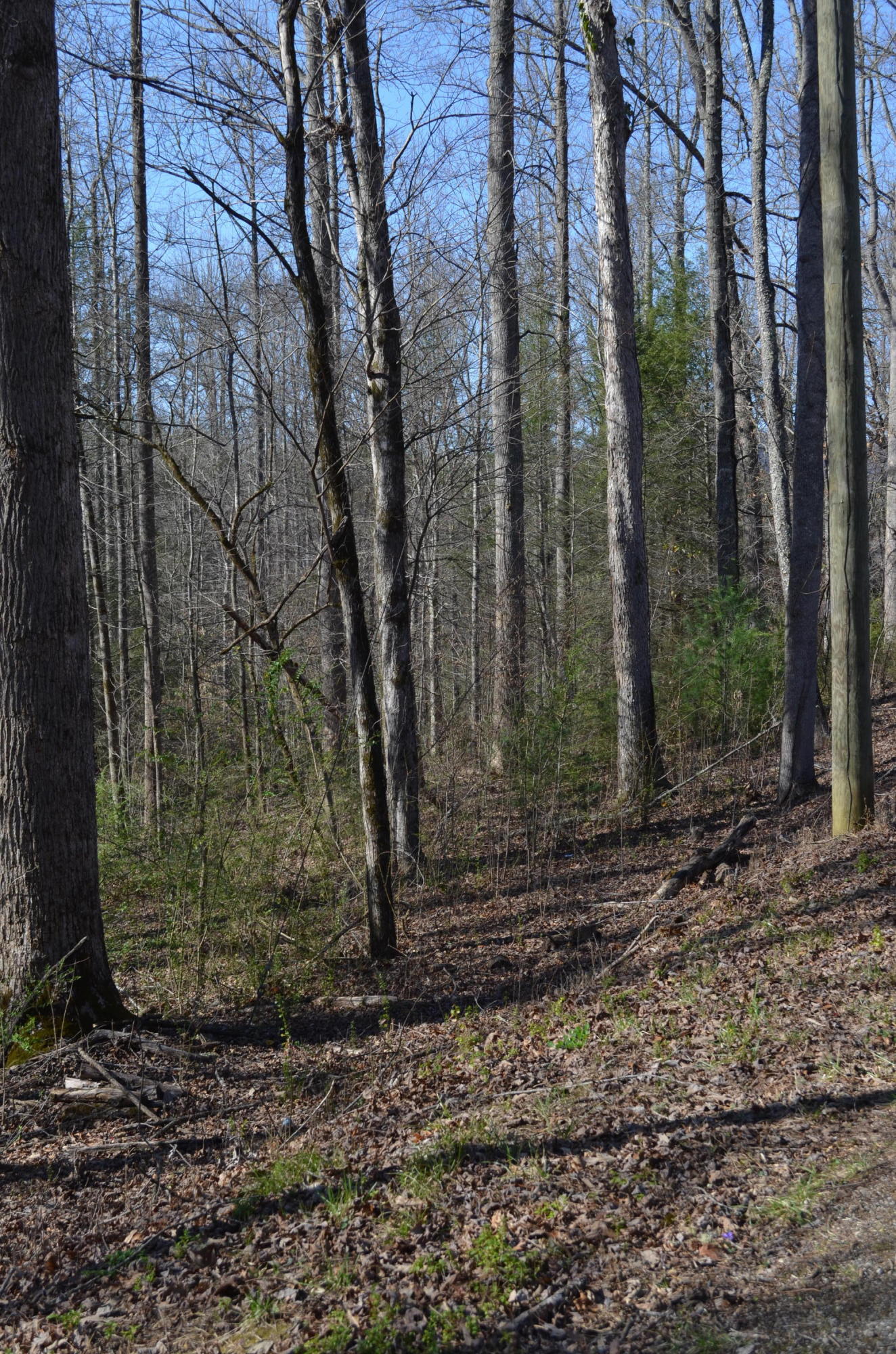 Tom Henry Road Townsend, TN 37882 - Photo 9 of 10 DSC_0296