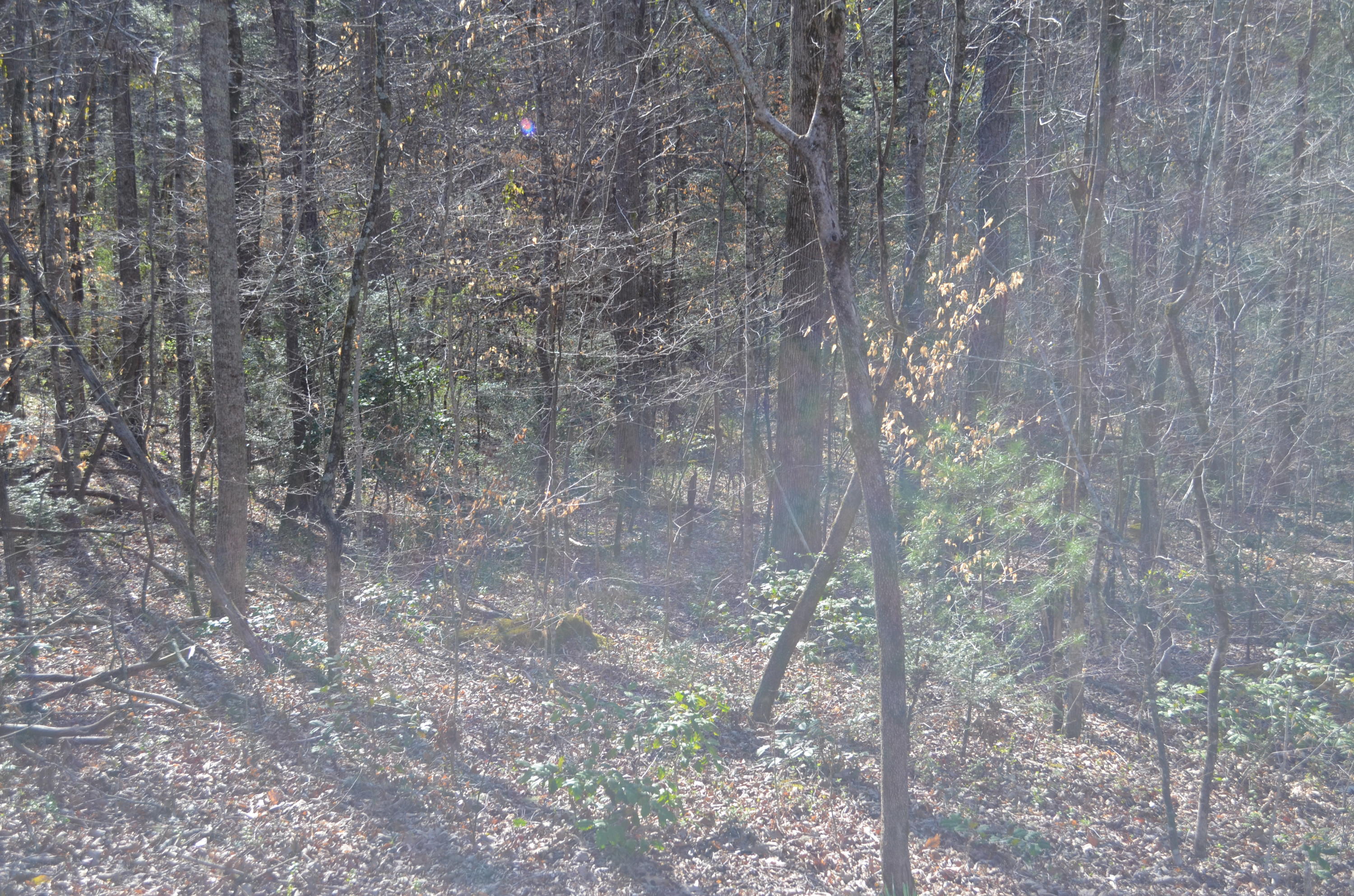 Tom Henry Road Townsend, TN 37882 - Photo 10 of 10 DSC_0297