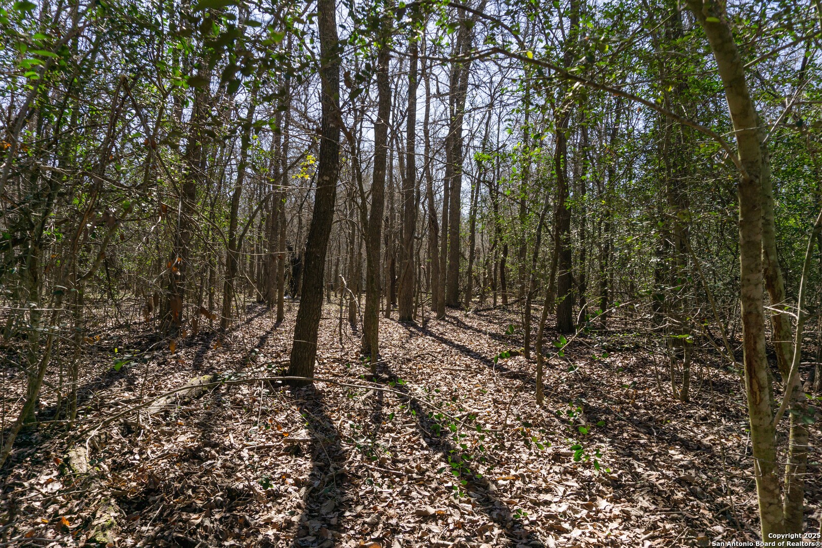 525 Marrou Road Seguin, TX 78155 - Photo 13 of 14 a view of a yard with large trees