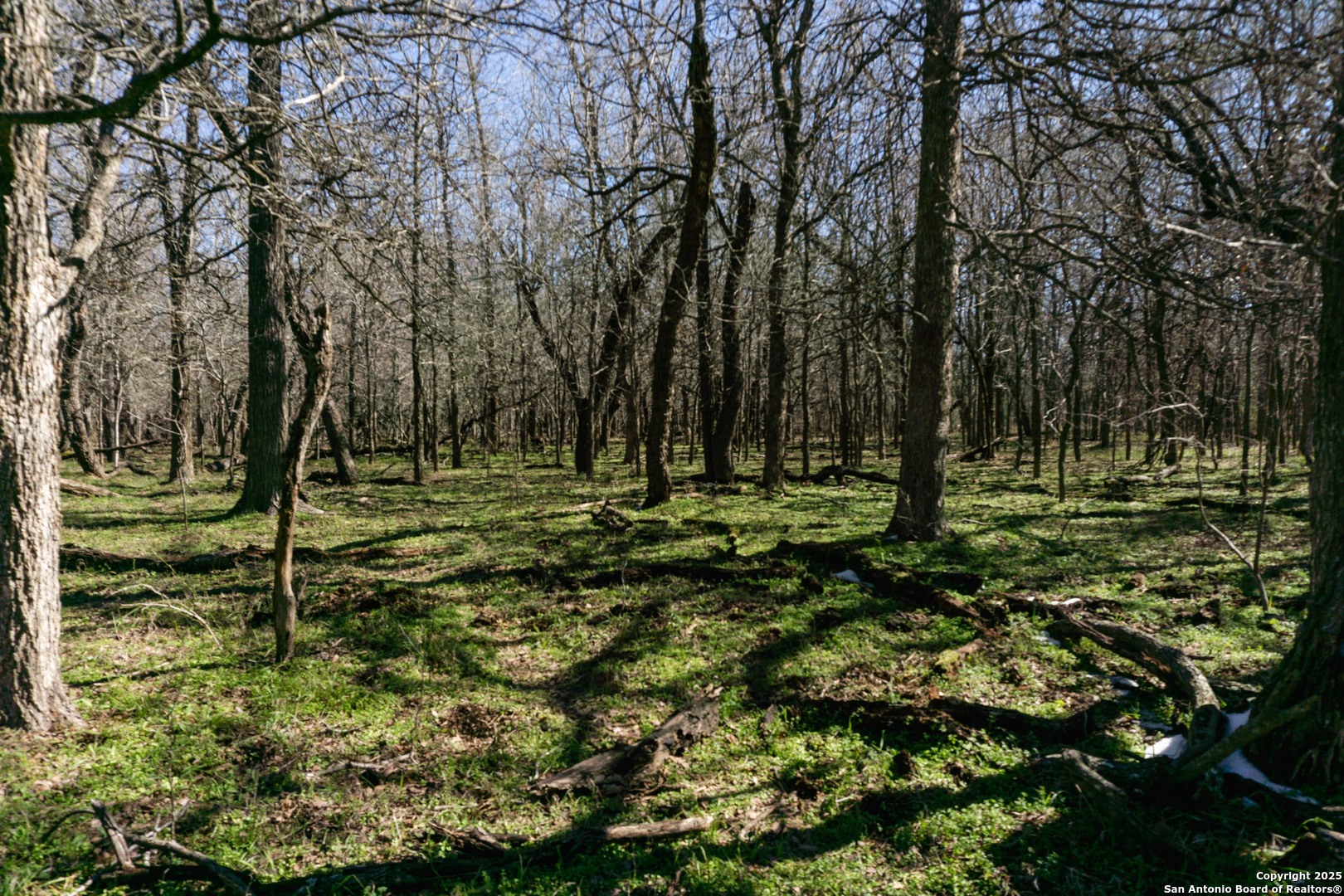 525 Marrou Road Seguin, TX 78155 - Photo 2 of 14 a view of outdoor space with trees all around