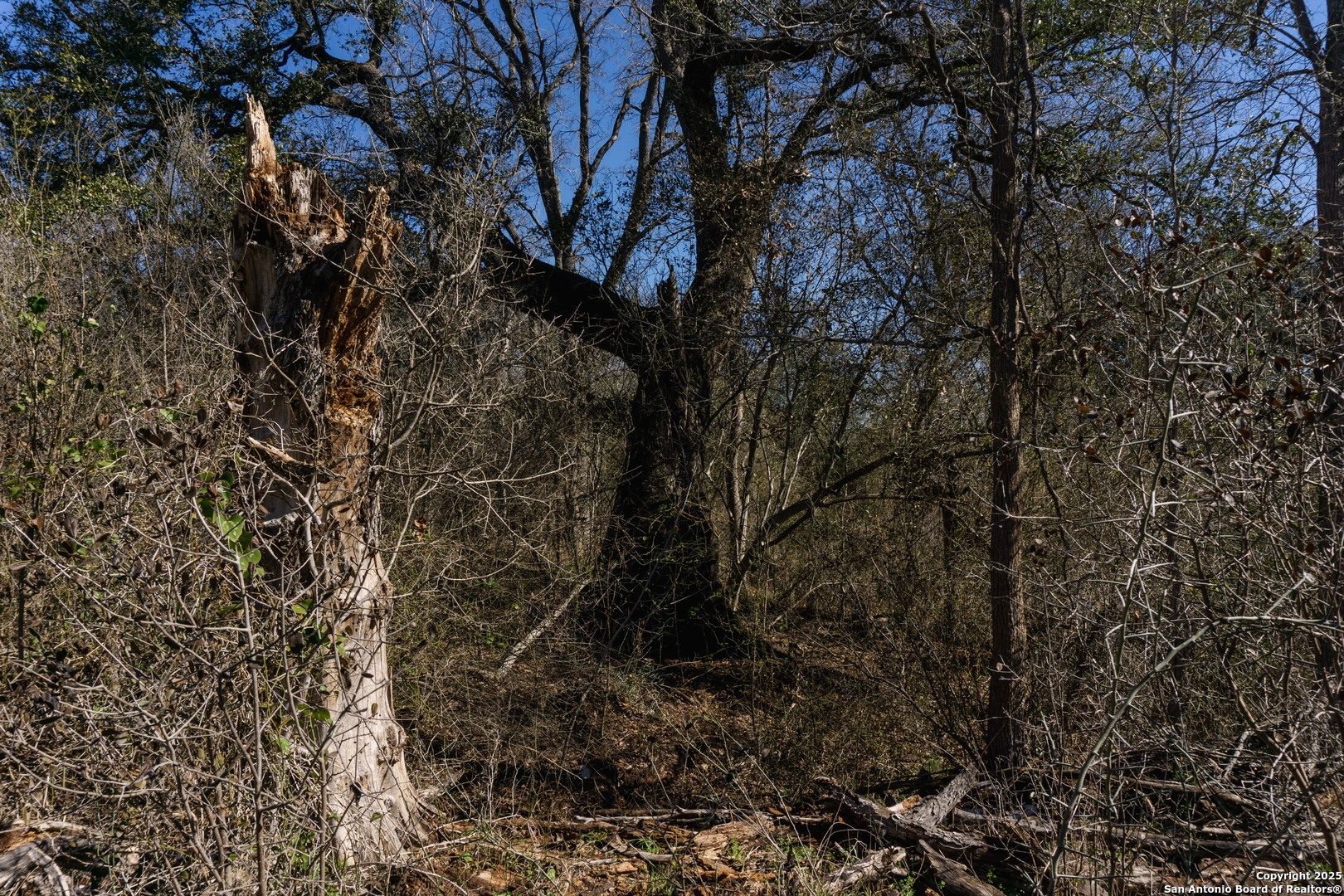525 Marrou Road Seguin, TX 78155 - Photo 9 of 14 a view of a tree