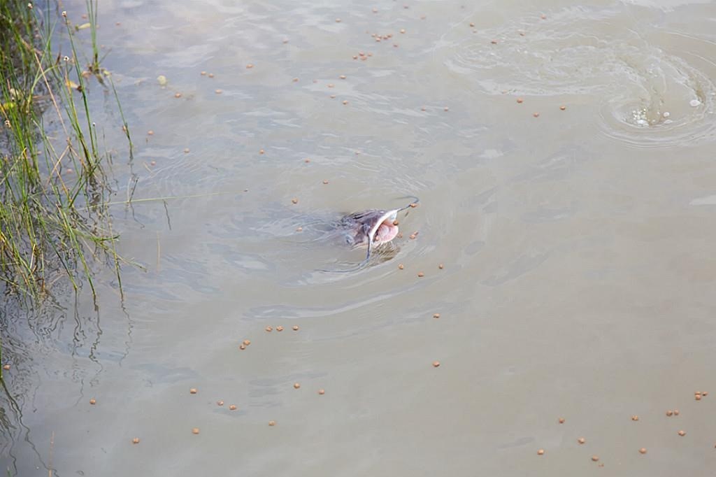 7706 Pebble Hill Lane Rosharon, TX 77583 - Photo 9 of 16 Pond stocked with catfish.
