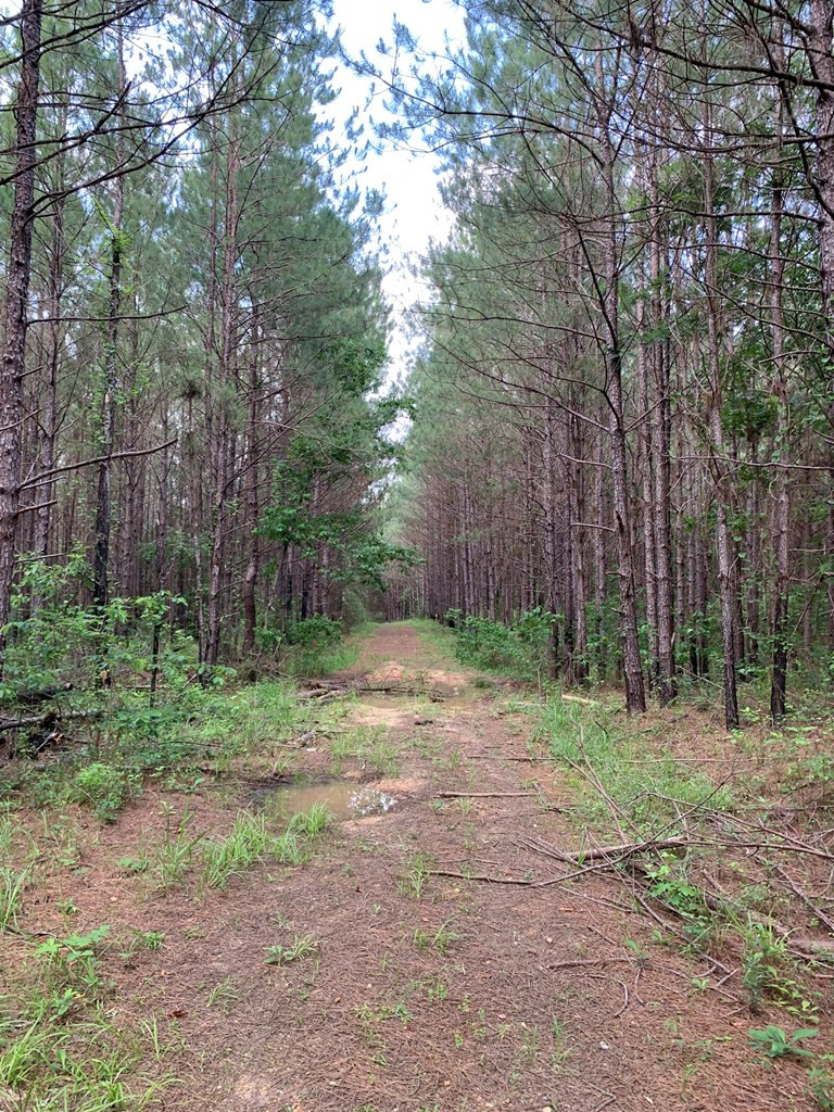 . Pickwick Road Foxworth, MS 39483 - Photo 14 of 68 Photo 14
