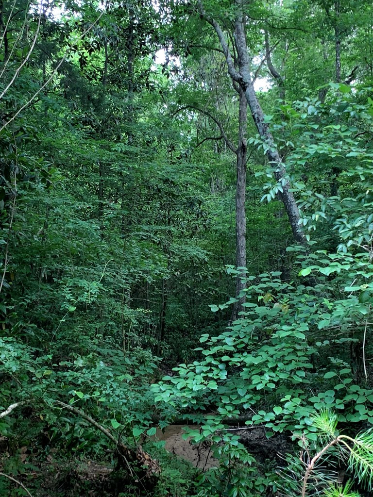 . Pickwick Road Foxworth, MS 39483 - Photo 17 of 68 Photo 17