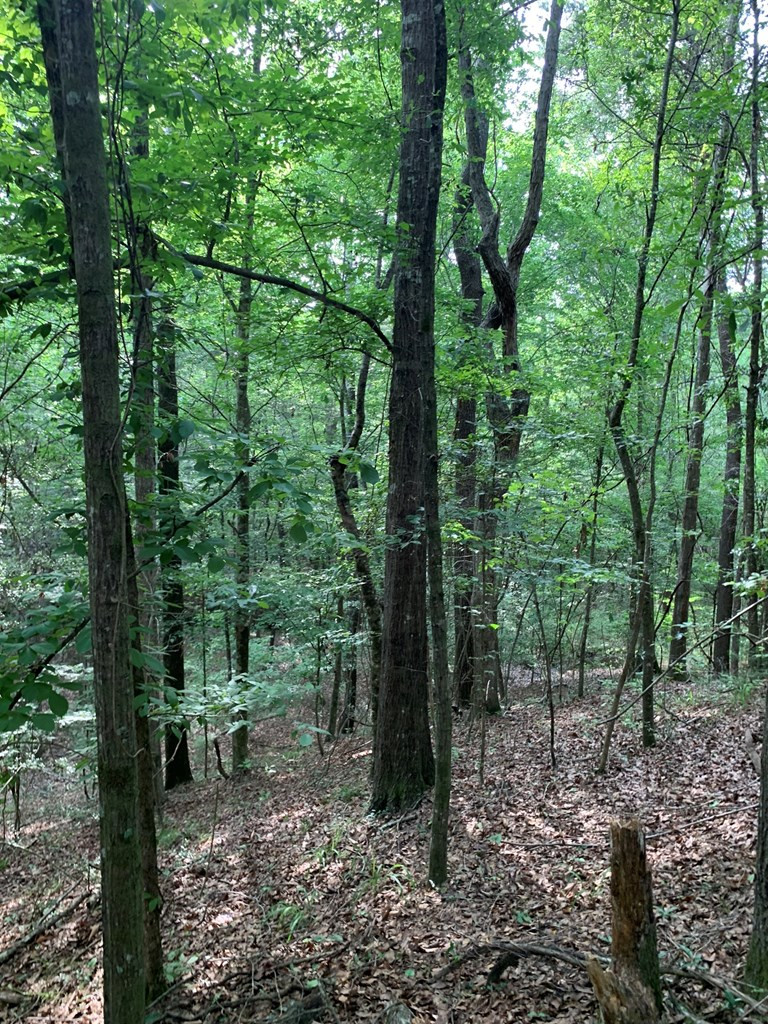 . Pickwick Road Foxworth, MS 39483 - Photo 24 of 68 Photo 24