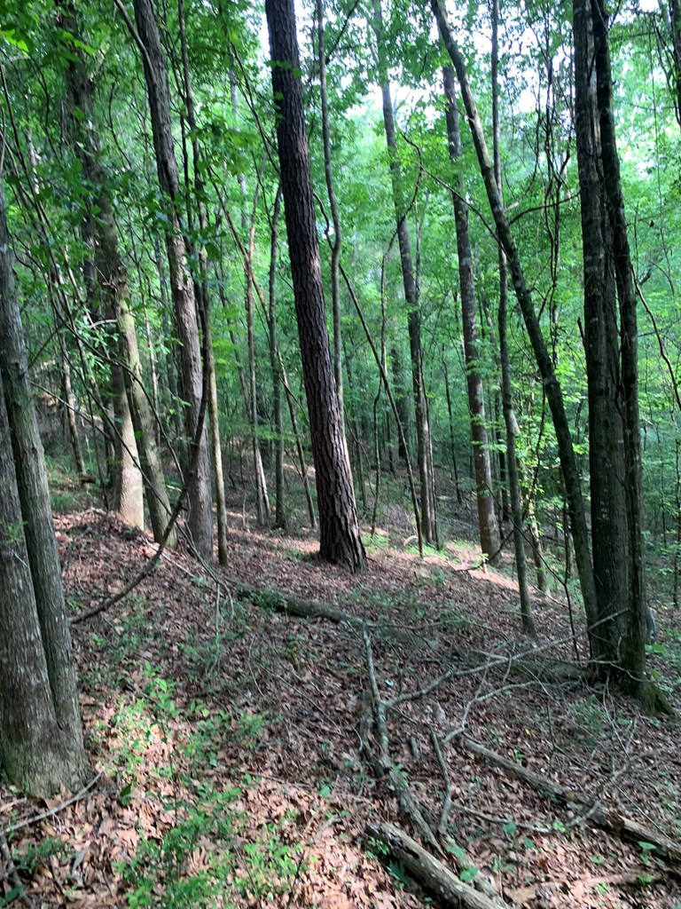 . Pickwick Road Foxworth, MS 39483 - Photo 25 of 68 Photo 25