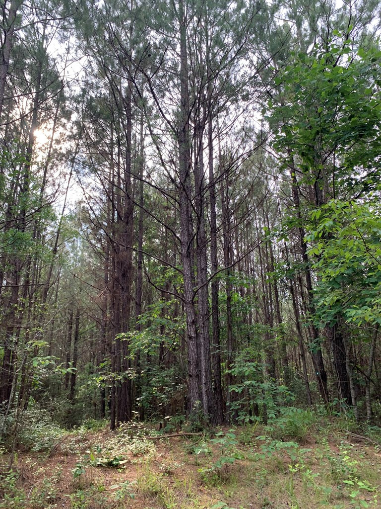 . Pickwick Road Foxworth, MS 39483 - Photo 27 of 68 Photo 27