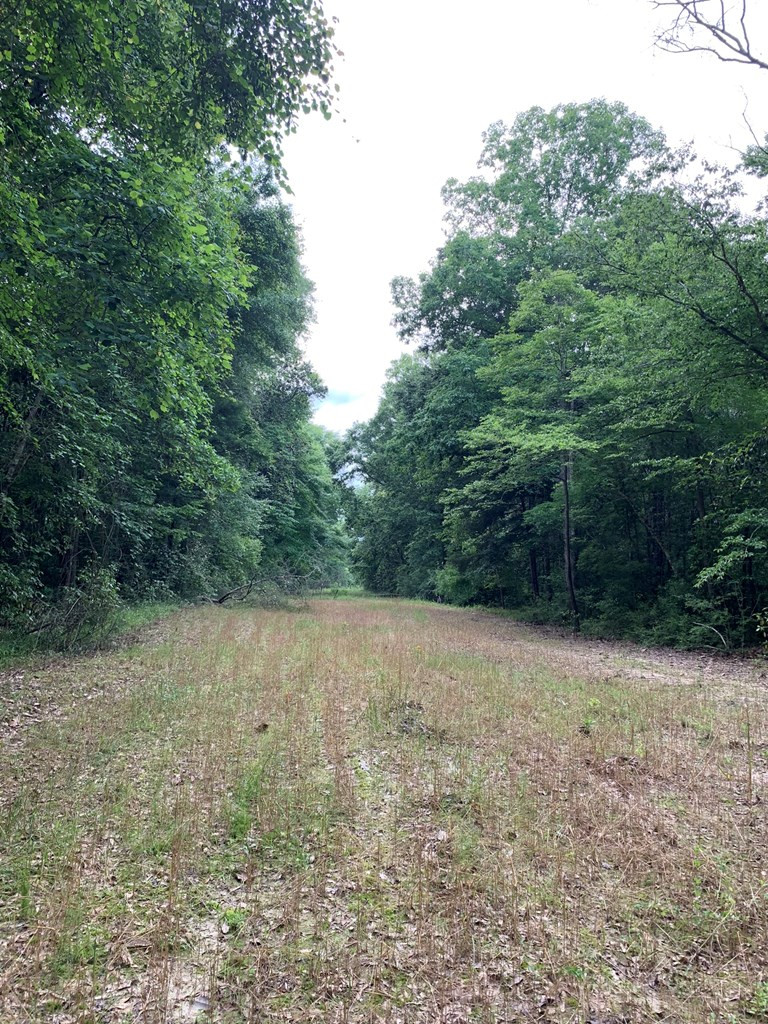 . Pickwick Road Foxworth, MS 39483 - Photo 33 of 68 Photo 33