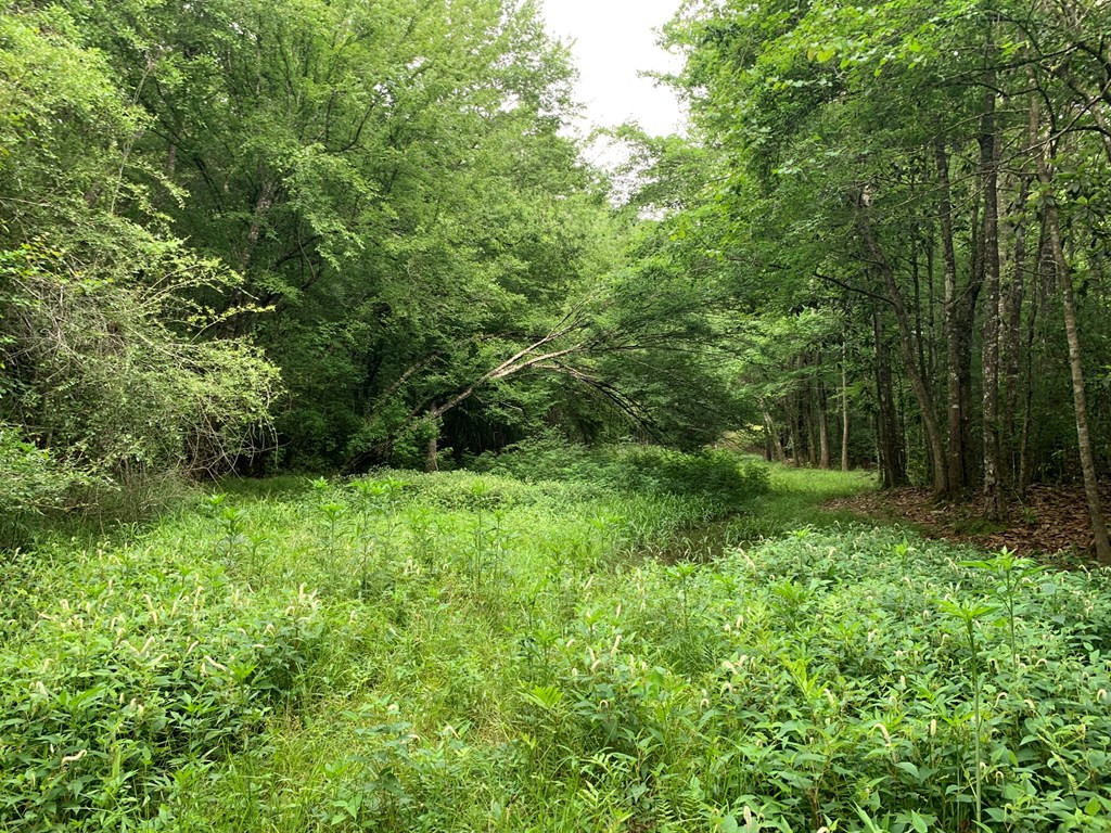 . Pickwick Road Foxworth, MS 39483 - Photo 35 of 68 Photo 35