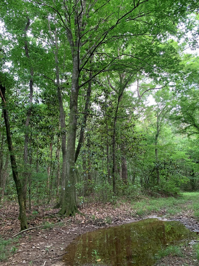 . Pickwick Road Foxworth, MS 39483 - Photo 42 of 68 Photo 42