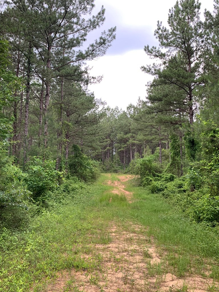 . Pickwick Road Foxworth, MS 39483 - Photo 50 of 68 Photo 50