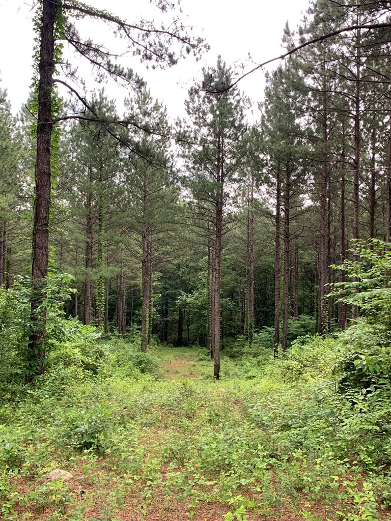 . Pickwick Road Foxworth, MS 39483 - Photo 53 of 68 Photo 53