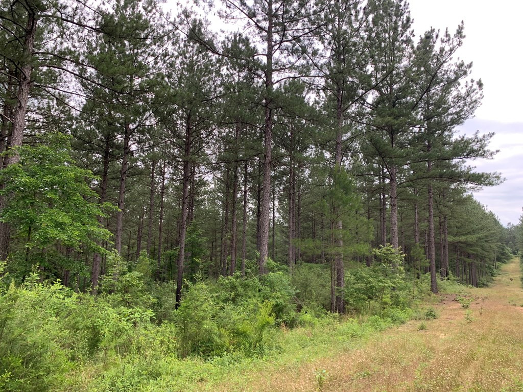 . Pickwick Road Foxworth, MS 39483 - Photo 57 of 68 Photo 57
