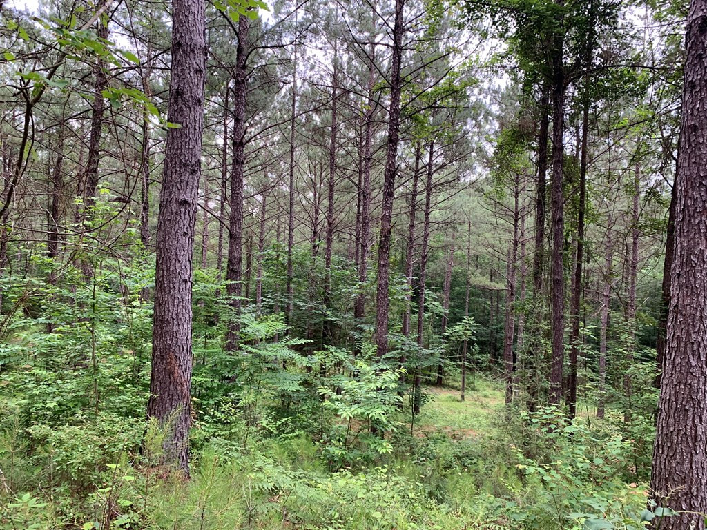 . Pickwick Road Foxworth, MS 39483 - Photo 66 of 68 Photo 66