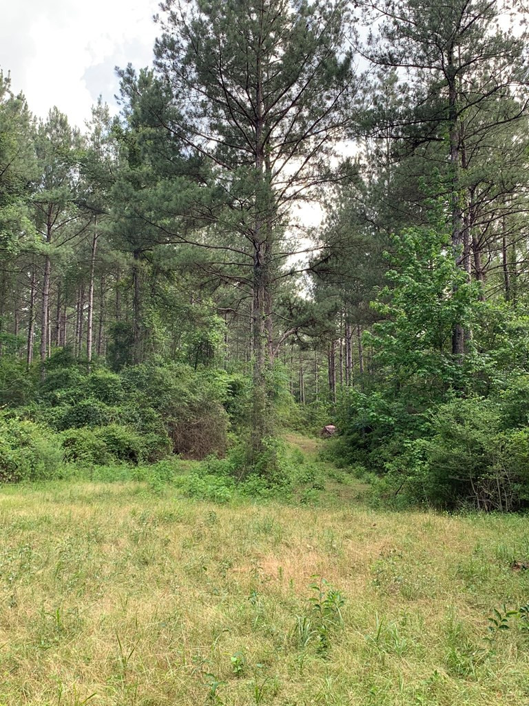 . Pickwick Road Foxworth, MS 39483 - Photo 8 of 68 Photo 8