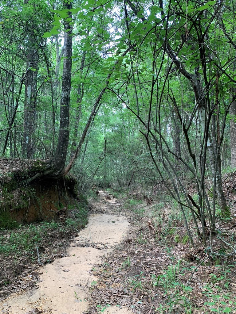 . Pickwick Road Foxworth, MS 39483 - Photo 9 of 68 Photo 9