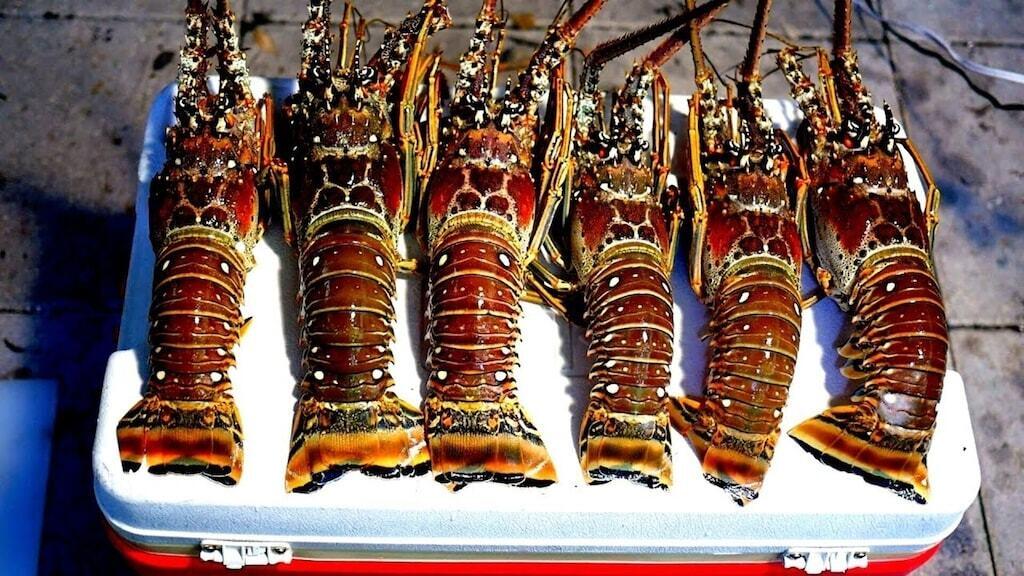 223 Sombrero Beach Road, Unit 1 Marathon, FL 33050 - Photo 10 of 44 173fc3fc.c10