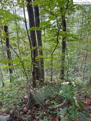 a green field with lots of trees