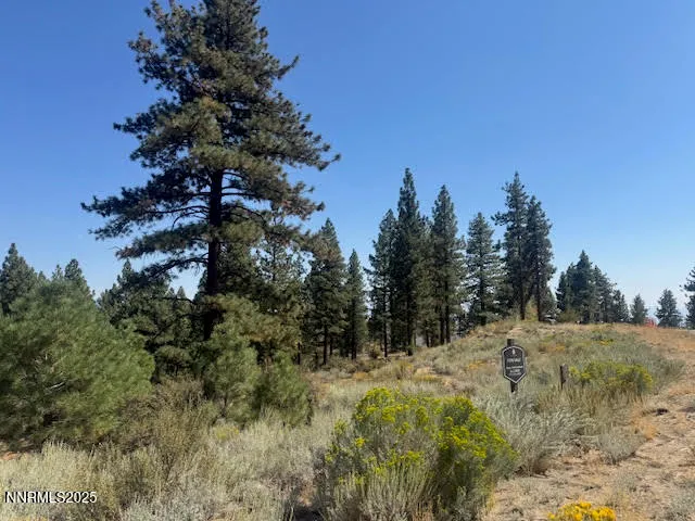 a view of a forest with a tree in the background