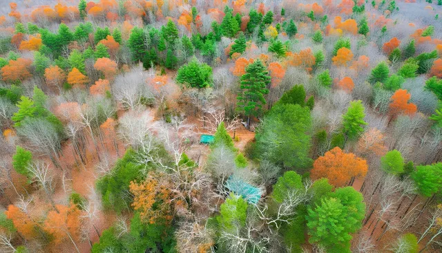 a view of flowers in a bunch