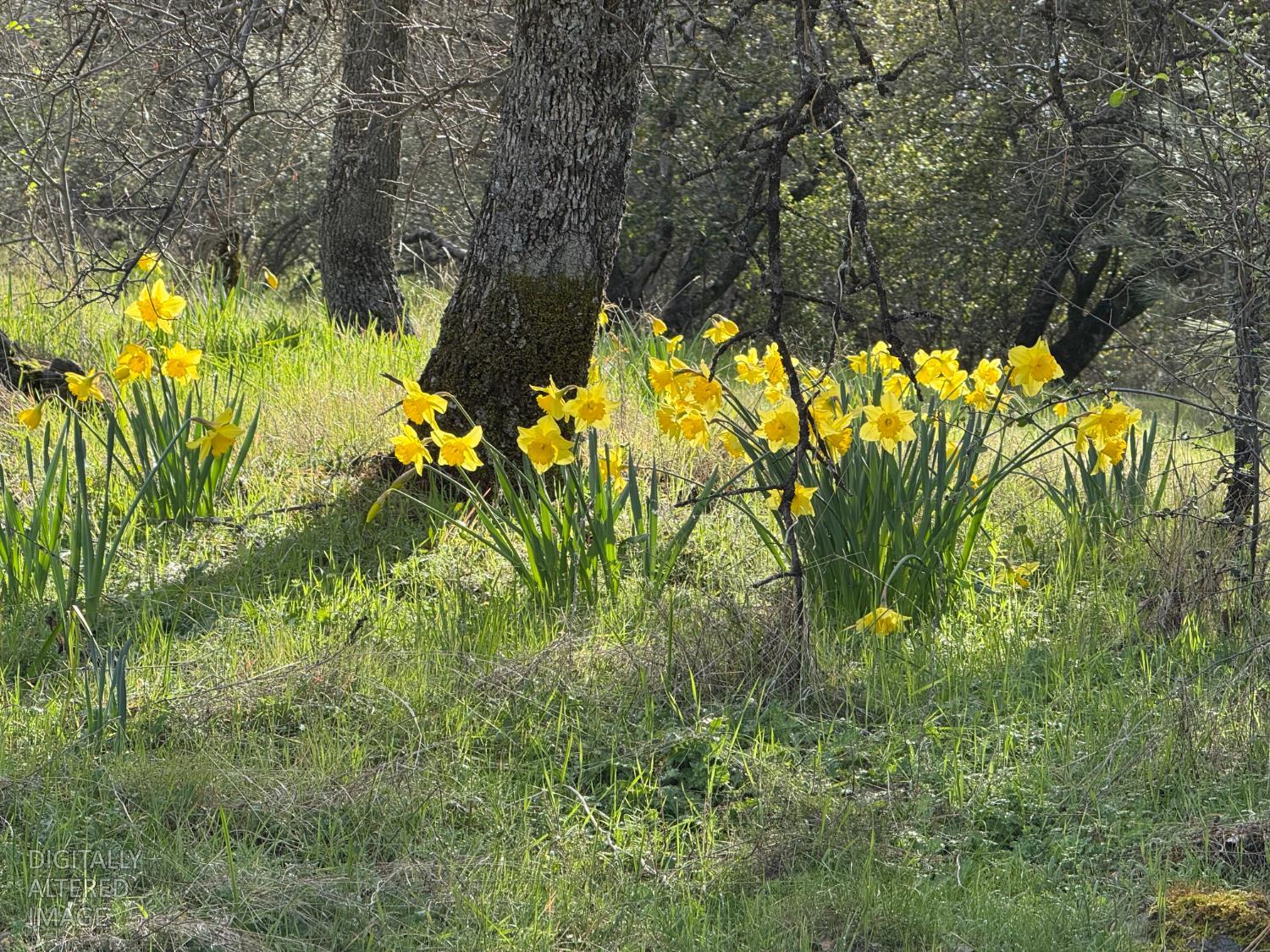 10662 Penon Blanco Lookout Road Coulterville, CA 95311 - Photo 5 of 6