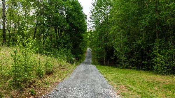 a view of a pathway of a garden
