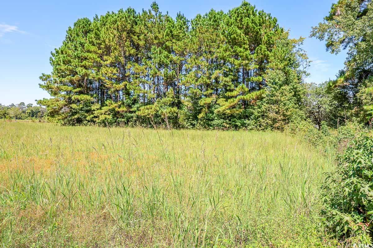 1530 Tobacco Road Loris, SC 29569 - Photo 5 of 6 View of local wilderness