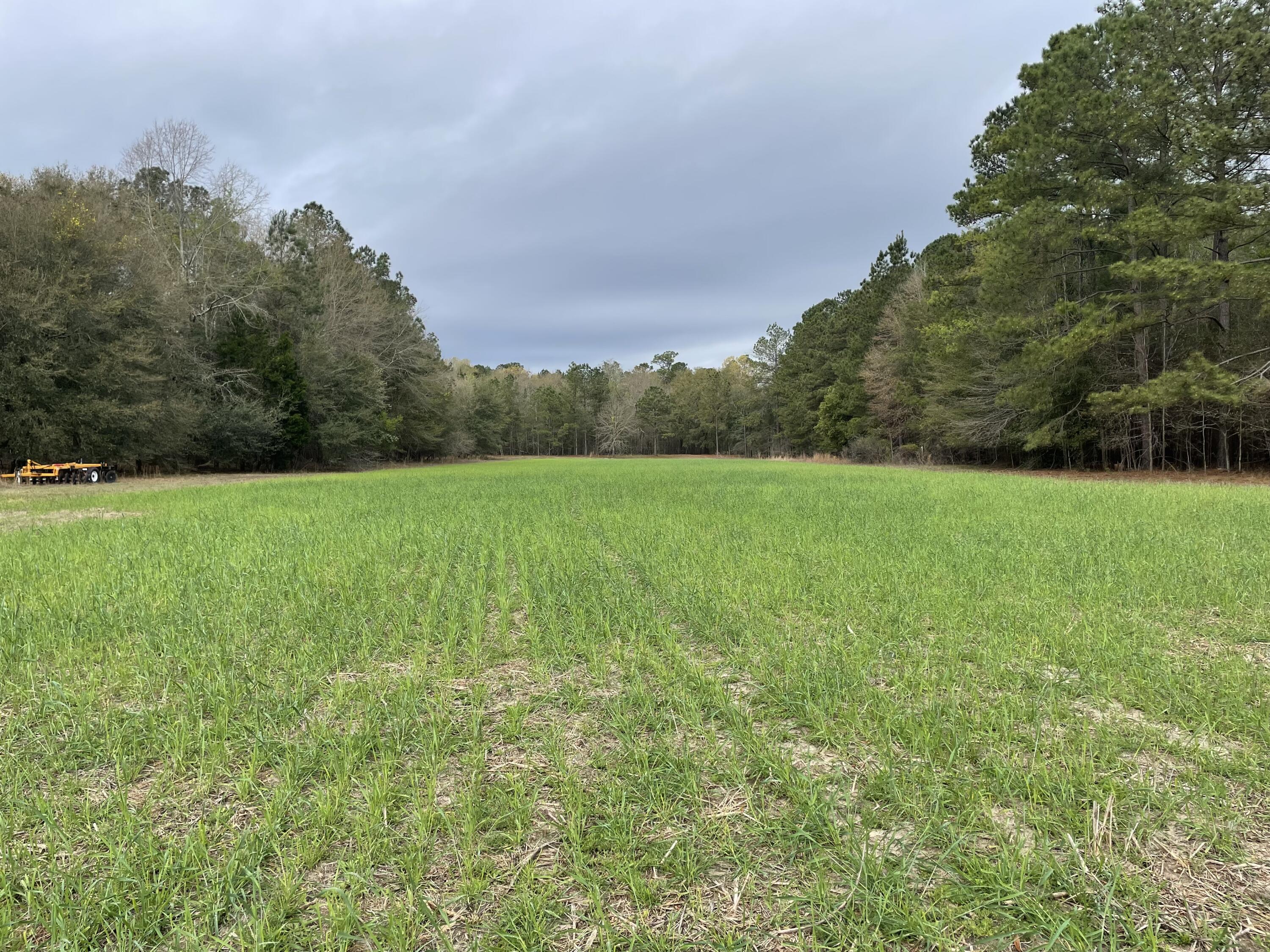 7901 State Rd S-6-169 Blackville, SC 29817 - Photo 3 of 89