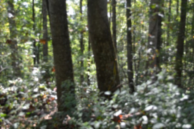 2121 Riley Creek Road Whitleyville, TN 38588 - Photo 2 of 21 Gallery Image 2