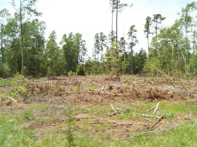 5803 Thomas Road Conway, SC 29526 - Photo 10 of 13 Gallery Image 10