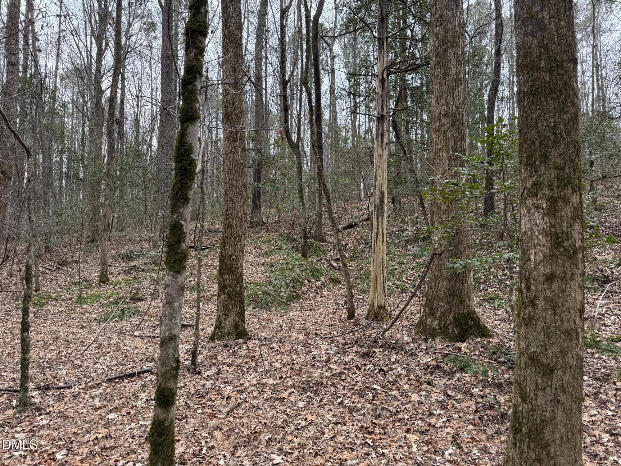 0 Eatmon Road Zebulon, NC 27597 - Photo 5 of 63 a view of a forest with lots of trees