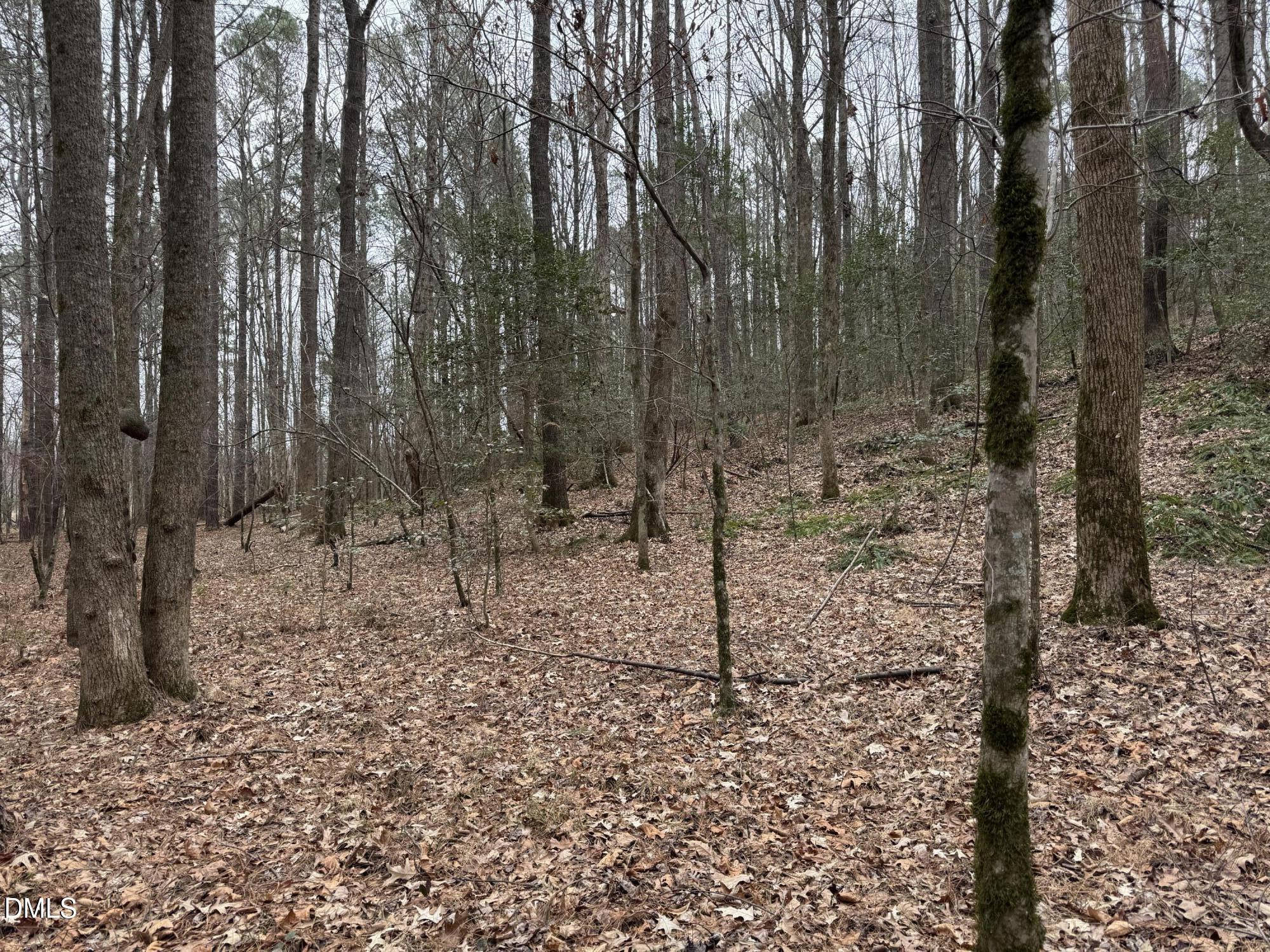0 Eatmon Road Zebulon, NC 27597 - Photo 6 of 63 a view of a forest filled with trees