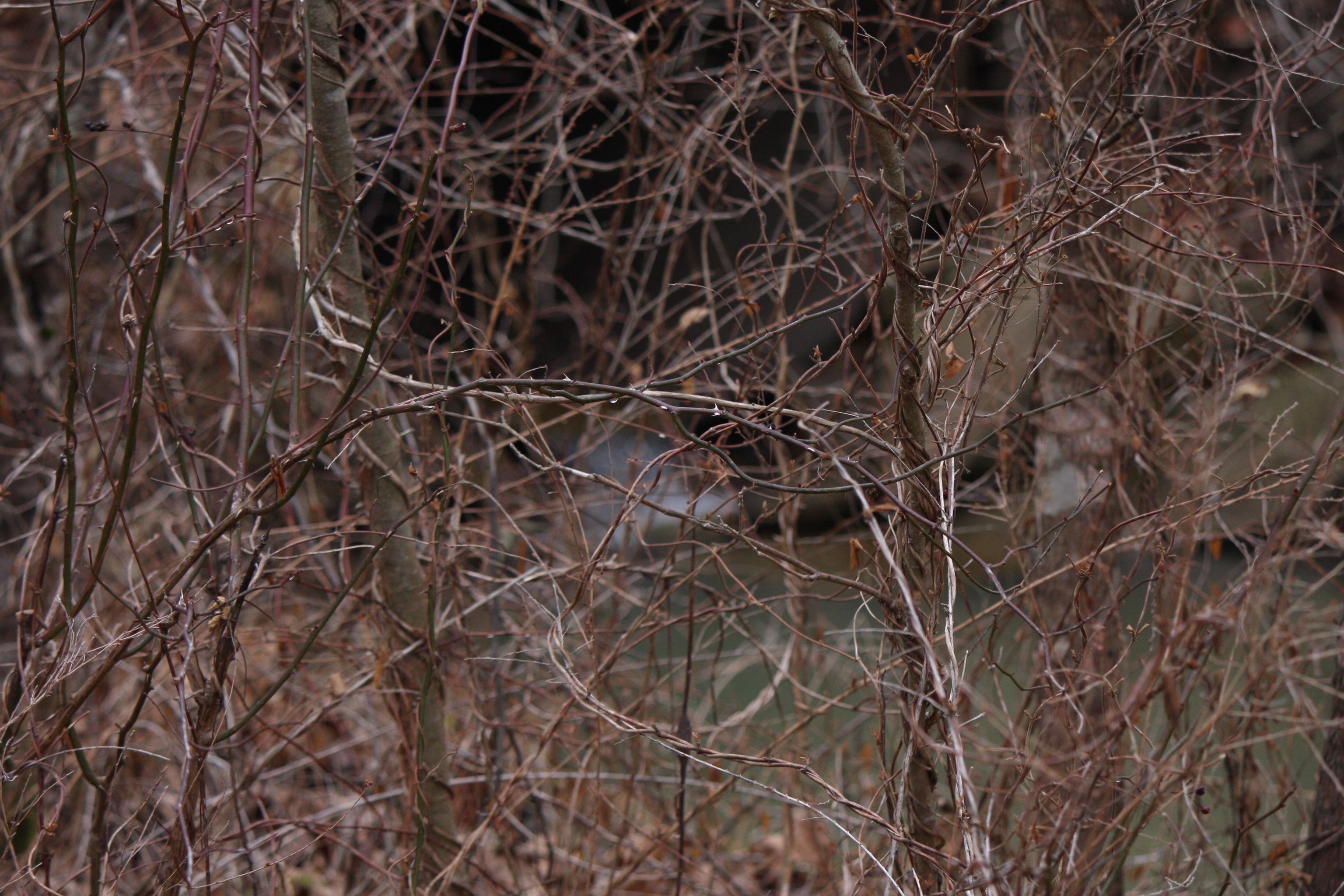 Boone Branch Road Garrison, KY 41141 - Photo 8 of 19
