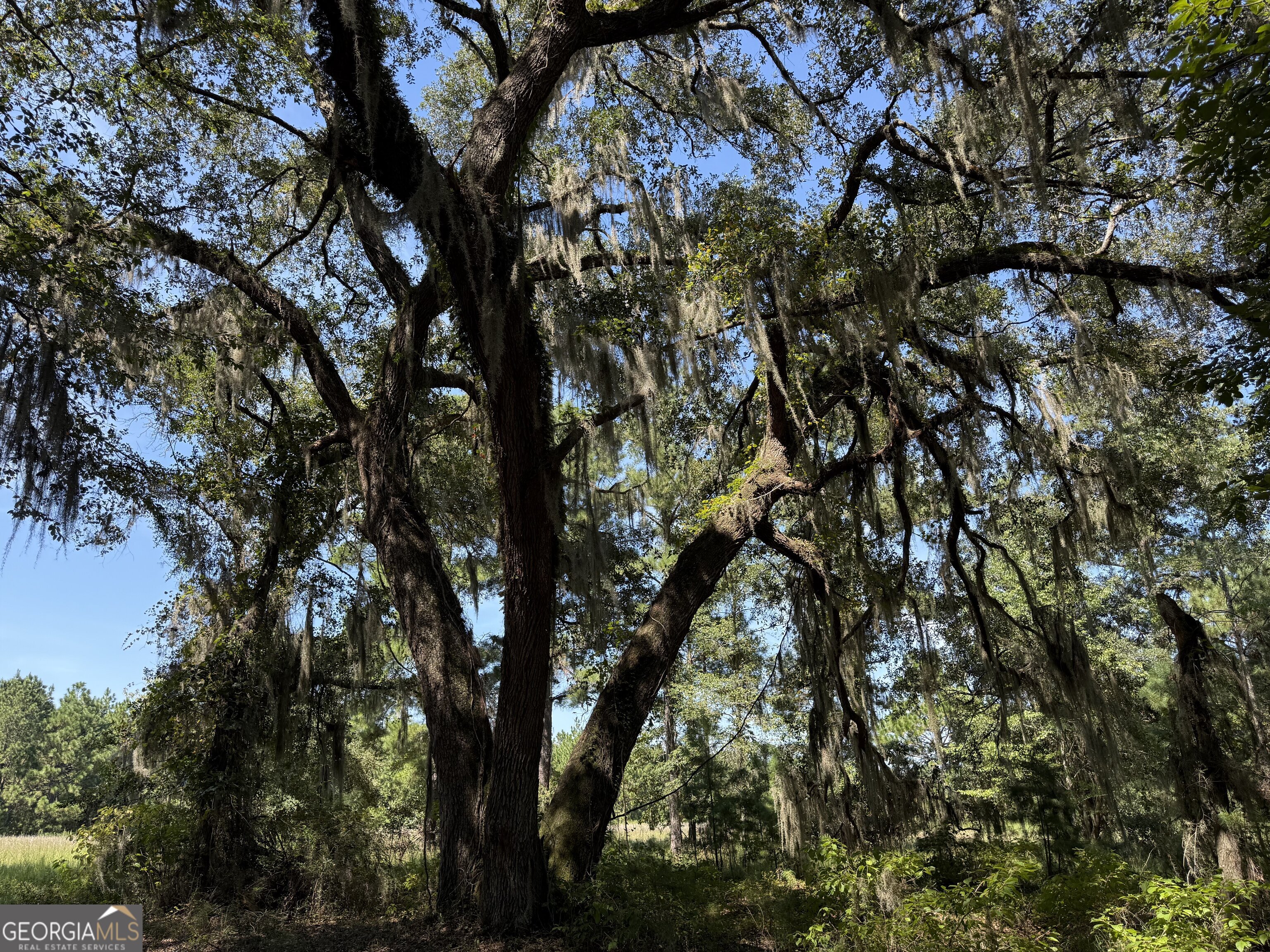 0 Sunbury Road, Unit TRACT 6 Claxton, GA 30417 - Photo 5 of 8