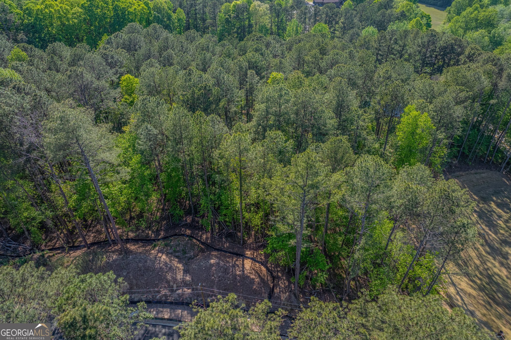 1559 Whitley Road Dacula, GA 30019 - Photo 30 of 33 a view of a forest with trees and bushes