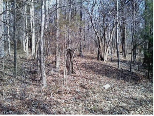 4 Cuba Landing Road Waverly, TN 37185 - Photo 4 of 4 Lots rise in a gentle slope and then level off to provide nice building sites. Depth is approx. 1458 feet from road.