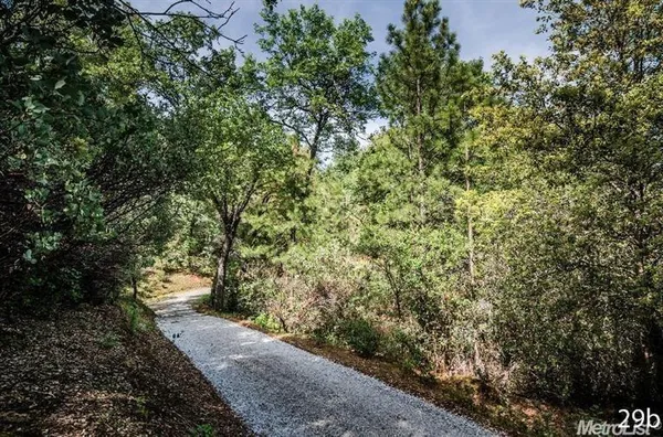 a view of a yard with plants and trees
