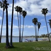 a view of three palm trees