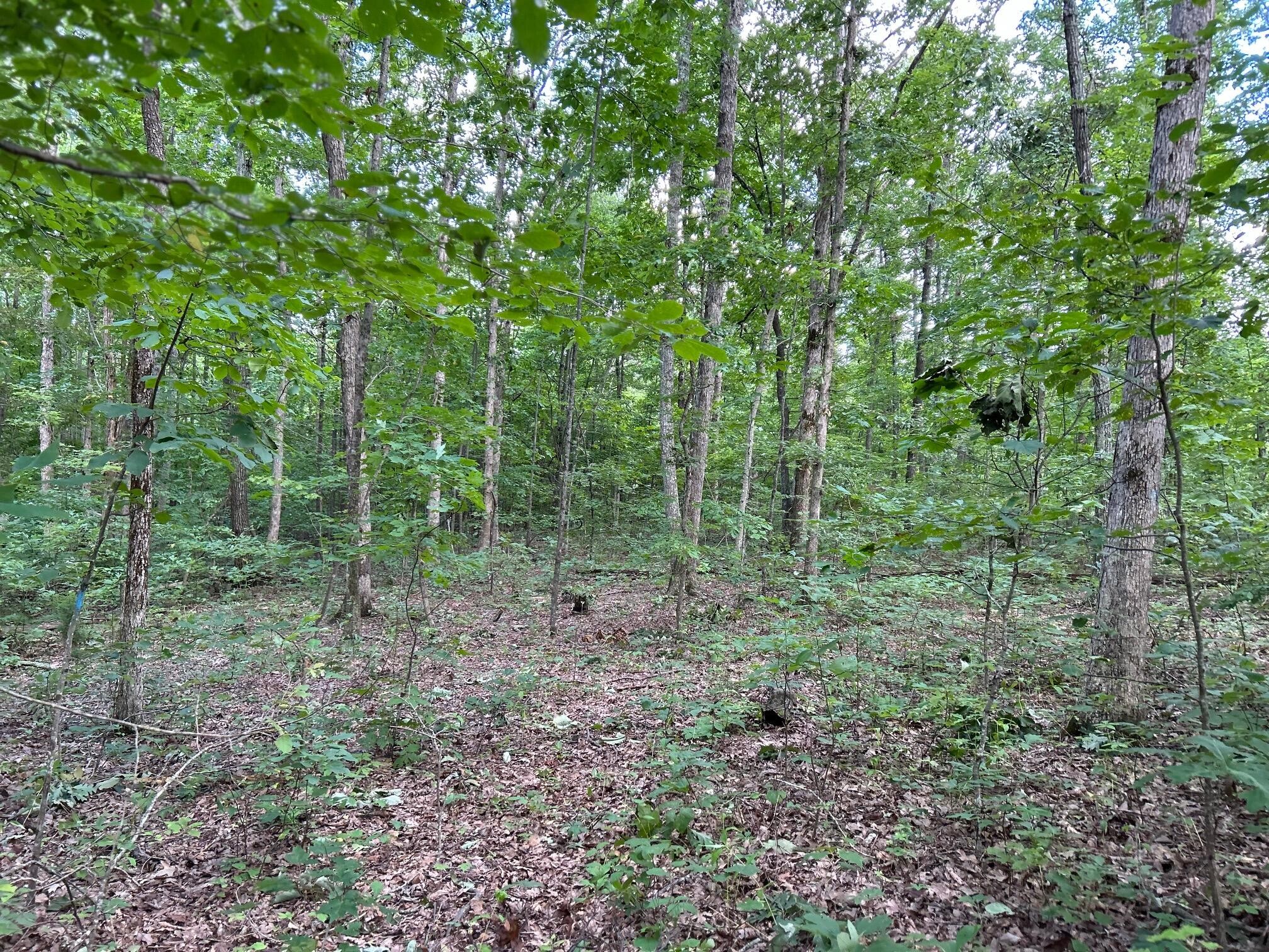 16 Raccoon Ridge Road Spring City, TN 37381 - Photo 5 of 12