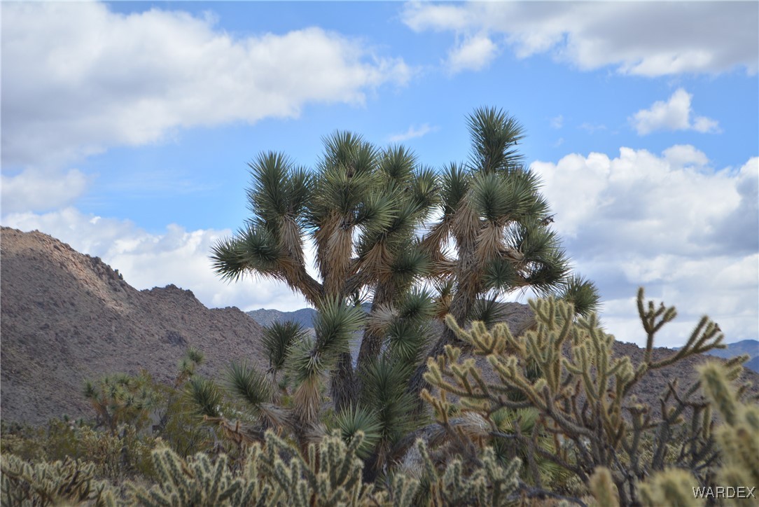 11900 Alan Road Yucca, AZ 86438 - Photo 78 of 99 Gallery Image 78