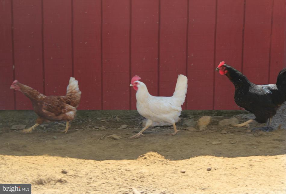 35267 Paxson Road Round Hill, VA 20141 - Photo 4 of 29 FRESH EGGS
