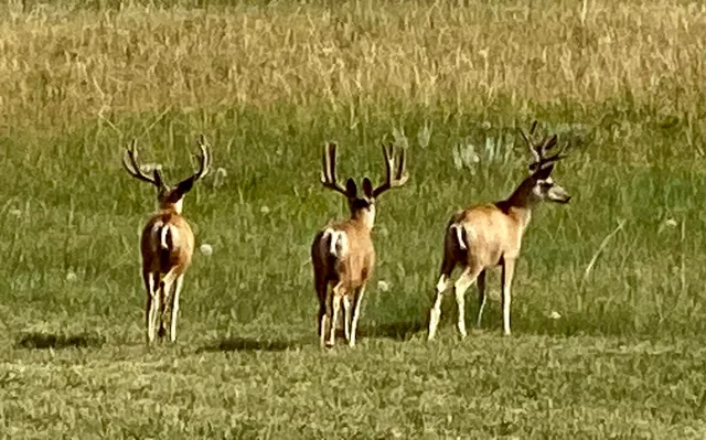 $754,900 | 1 Deer Haven Drive, Sheridan, WY 82801