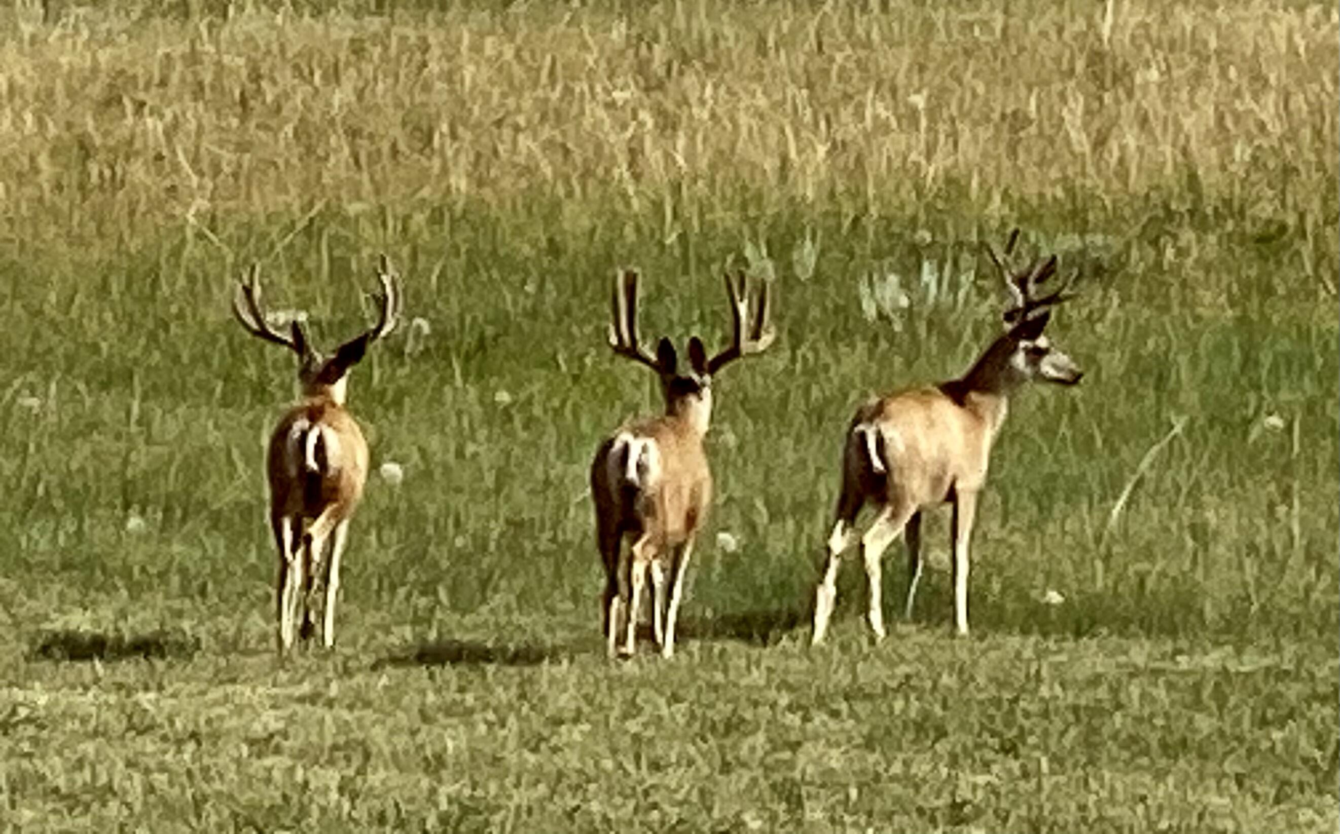 1 Deer Haven Drive Sheridan, WY 82801 - Photo 55 of 67 FullSizeRender