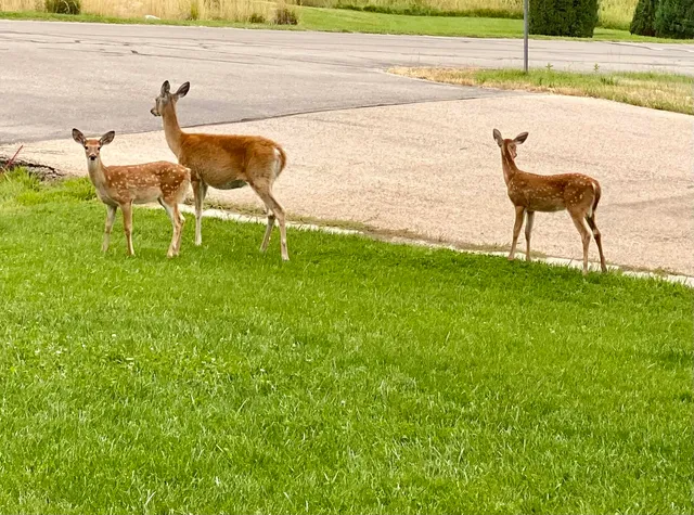 $754,900 | 1 Deer Haven Drive, Sheridan, WY 82801