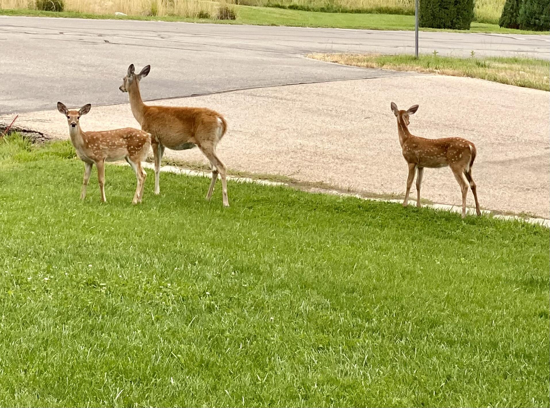 1 Deer Haven Drive Sheridan, WY 82801 - Photo 56 of 67 FullSizeRender6