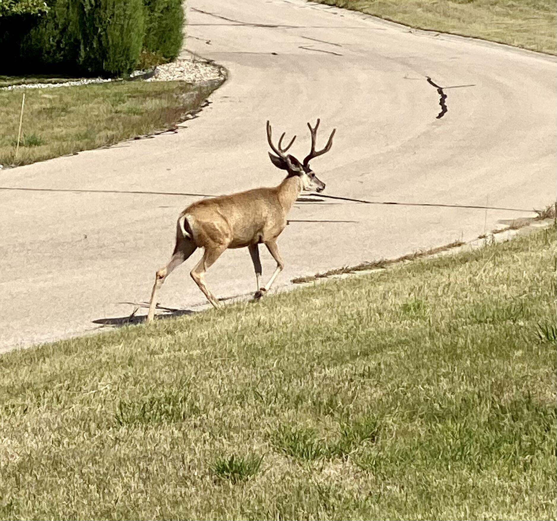 1 Deer Haven Drive Sheridan, WY 82801 - Photo 57 of 67 FullSizeRender3