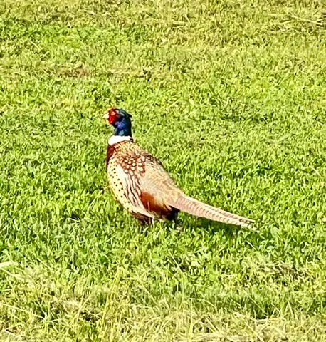 $754,900 | 1 Deer Haven Drive, Sheridan, WY 82801