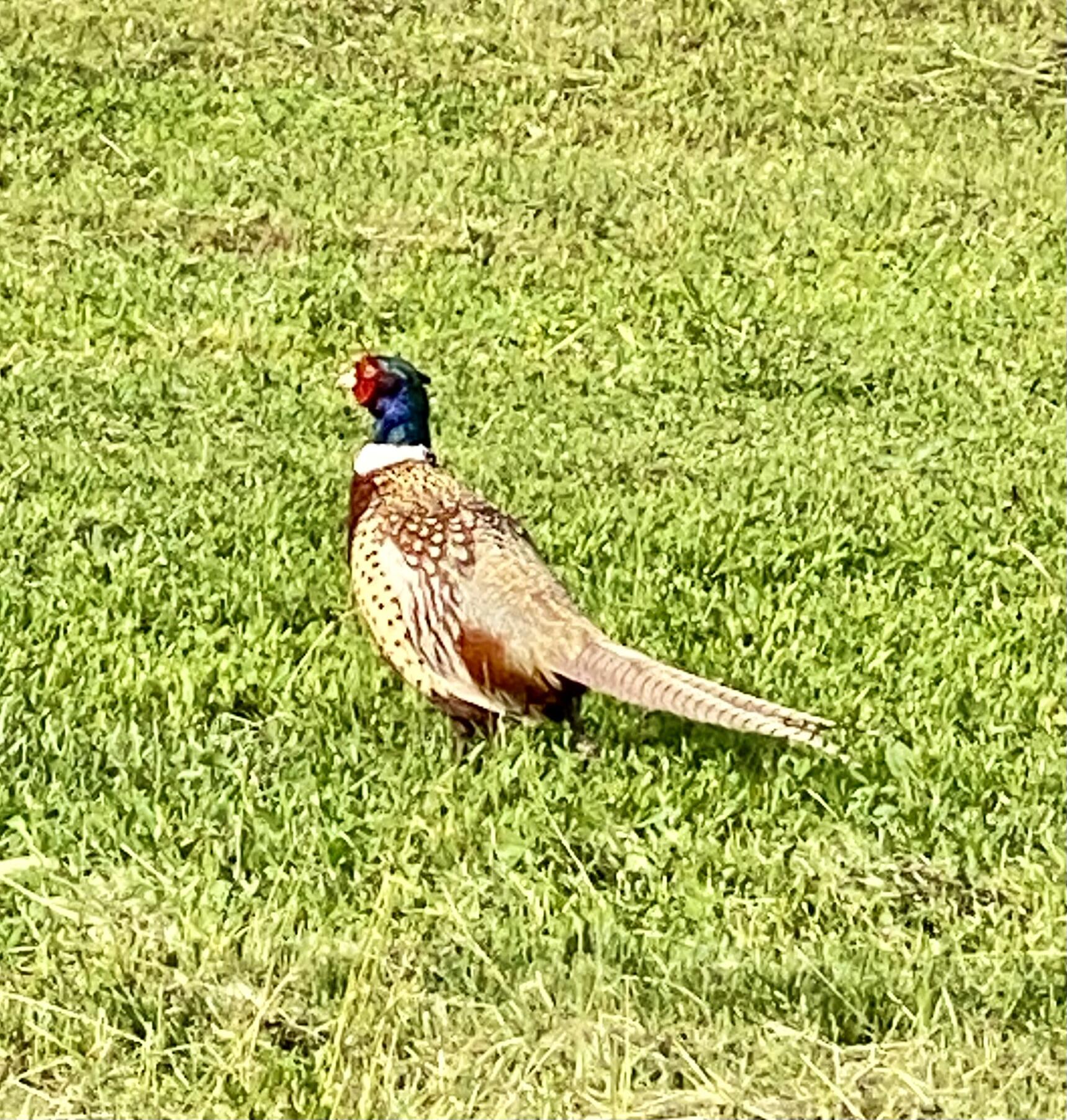 1 Deer Haven Drive Sheridan, WY 82801 - Photo 59 of 67 IMG_3844