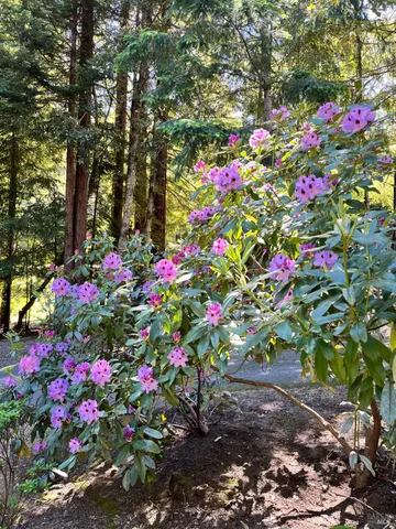 $485,000 | 45270 Ocean View Lane, Gualala, CA 95445