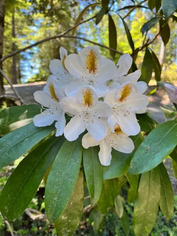 $485,000 | 45270 Ocean View Lane, Gualala, CA 95445